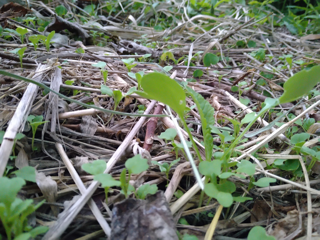 複数種のタネを蒔いた場所から発芽した芽たち